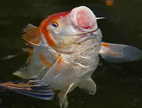 Alimentos balanceados Doitsu